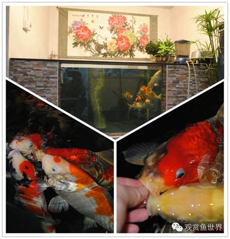 鏡子放哪裡好 錦鯉魚缸